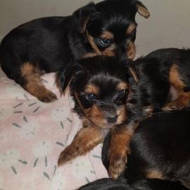 YORKSHIRE TERRIER WELPEN MIT PAPIEREN