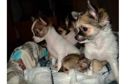 Chihuahua Welpen