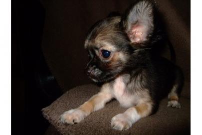 Chihuahua Welpen