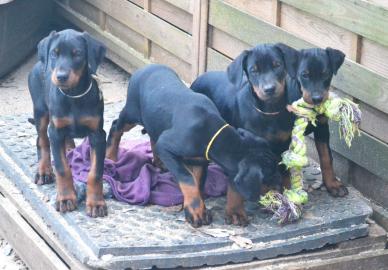 Dobermann Welpen whatsapp nummer +436504