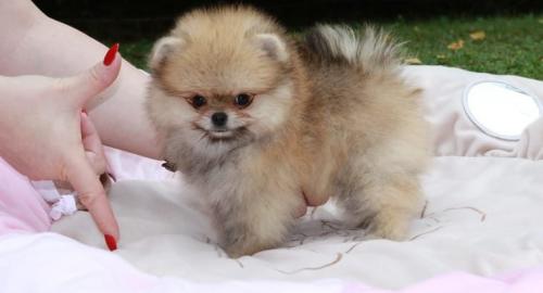 Wundersch?ne Zwergspitz-Pomeranian Welpe