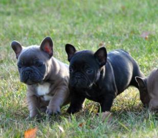 Wunderschone Franz. Bulldogge-Welpen