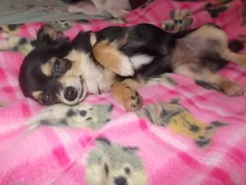 Super s??e MINI chihuahua welpen mit Pa
