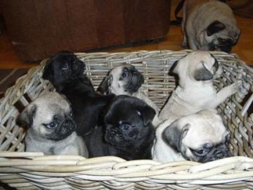 Wundersch�ne Reinrassige Mops Welpen