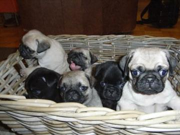 Wundersch�ne Reinrassige Mops Welpen