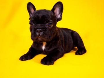 Franz�sische Bulldogge Welpen