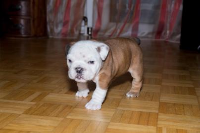 100% OEB FCI Englische Bulldogge Welpen