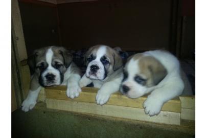 100% OEB FCI Englische Bulldogge Welpen