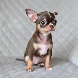 Chihuahua Welpe H?ndin