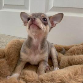 MINI CHIHUAHUA WELPE MIT PAPIERE