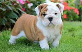 S��e Englische Bulldogge Welpen mit papi