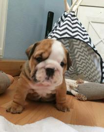 Sch�ne weibliche englische Bulldoggen