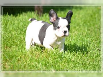 Franz�sische Bulldoggen Welpen mit Papie