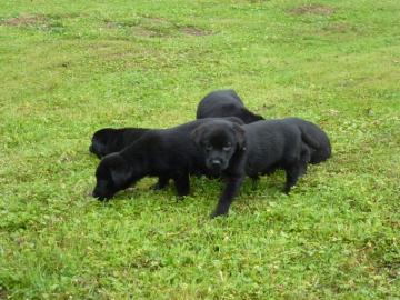 Schwarz CKC-Champion gezeugt Labrador