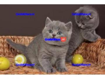 Britisch Kurzhaar K�tzchen suchen ein li