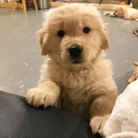 LABRADOR WELPEN     -------