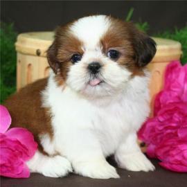 KOSTENLOS Shih-tzu welpen