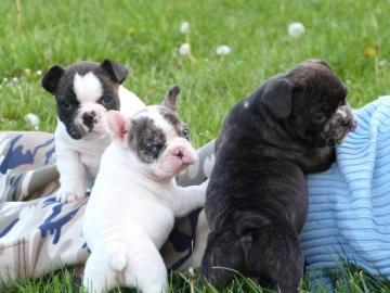 Blaue Franz�sische Bulldoggen Welpen abg