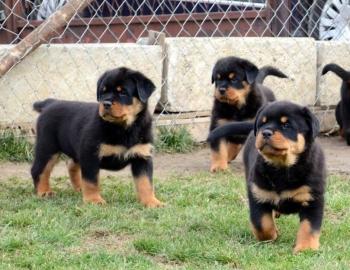 Rottweiler Welpen in liebevolle H�nde ab