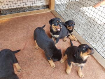 Rottweiler Welpen in liebevolle H�nde ab