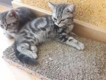 Reinrassige BKH Babies