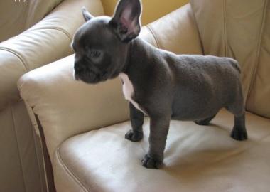 Franz�sische Bulldoggen