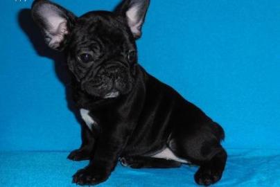 Franz�sische Bulldoggen