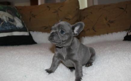 Franz�sische Bulldoggen
