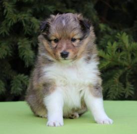 Shetland Sheepdog Welpen mit Papiere