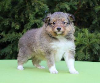 Shetland Sheepdog Welpen mit Papiere