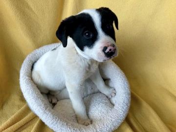 Reinrassige Border-Collie-Welpen