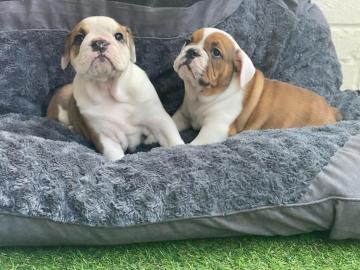 Englische Bulldoggenwelpen