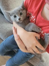 Seltenes schneewei?es Russian blue K?tzc