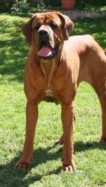 Tosa Inu - Welpen Abnahme SOMMER 2013