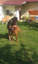 Tosa Inu - Welpen Abnahme SOMMER 2013