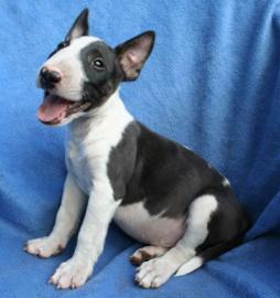 Miniatur Bullterrier Welpen (R�de und H�