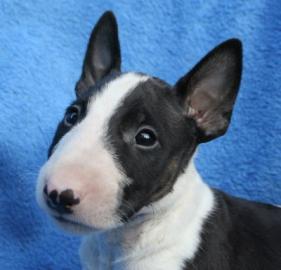 Miniatur Bullterrier Welpen (R�de und H�