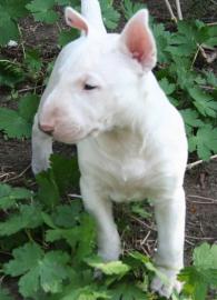 Miniatur Bullterrier Welpen (R�de und H�