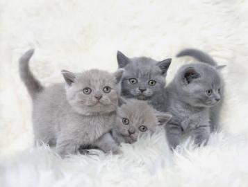 Britisch Kurzhaar K�tzchen