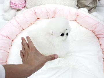 Wundersch�ne Zwergspitz/Pomeranian R�de