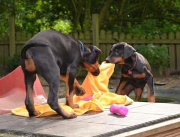 Kr�ftige h�bsche Dobermann Welpen