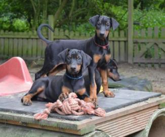 Kr�ftige h�bsche Dobermann Welpen