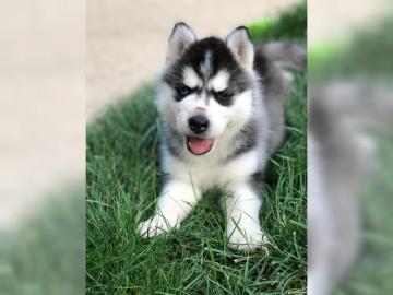 husky Welpen zu verkaufen. . . 