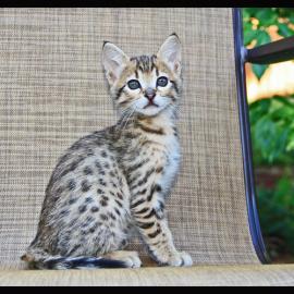 savanne kitten en Bengaalse kittens