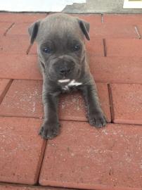 American Staffordshire Terrier Welpen