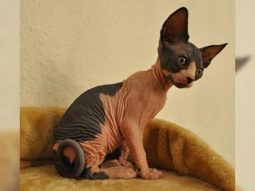 Sphynx Kitten