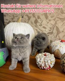 BKH Katzen-WhatsApp: +4915510348975