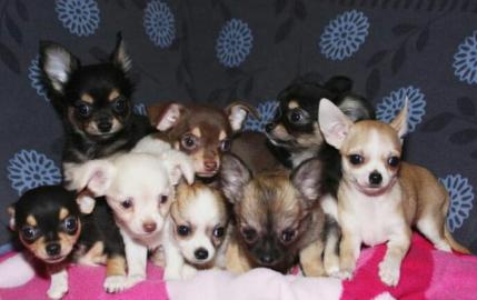 Lustige Chihuahua Welpen ( VDH/FCI ) !