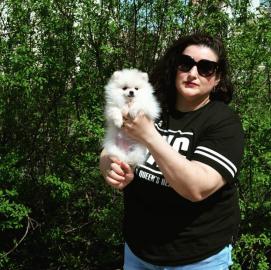 MINI-POMERANIAN WhatsApp +43 68120382066