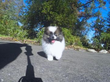 s��e Pomeranian - Zwergspitz Babys//][